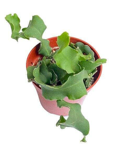 4” pot Epiphyllum Curly Sue