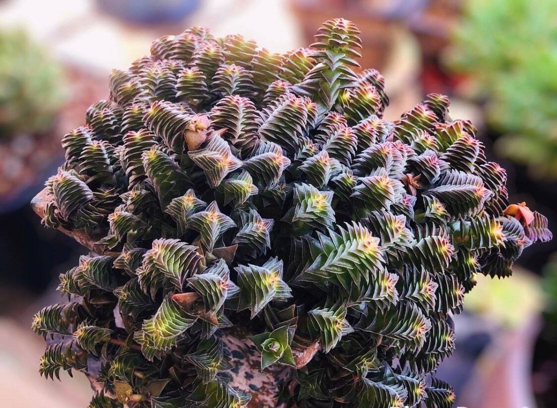2"pot 4" pot Crassula tabularis Pagoda Village