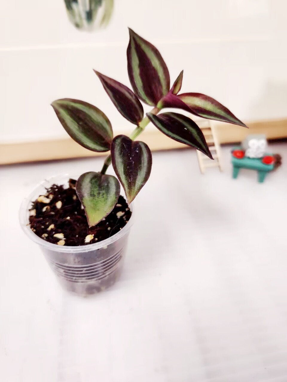 Cuttings/Rooted 2" pot Wandering Jew Tradescantia/Callisia