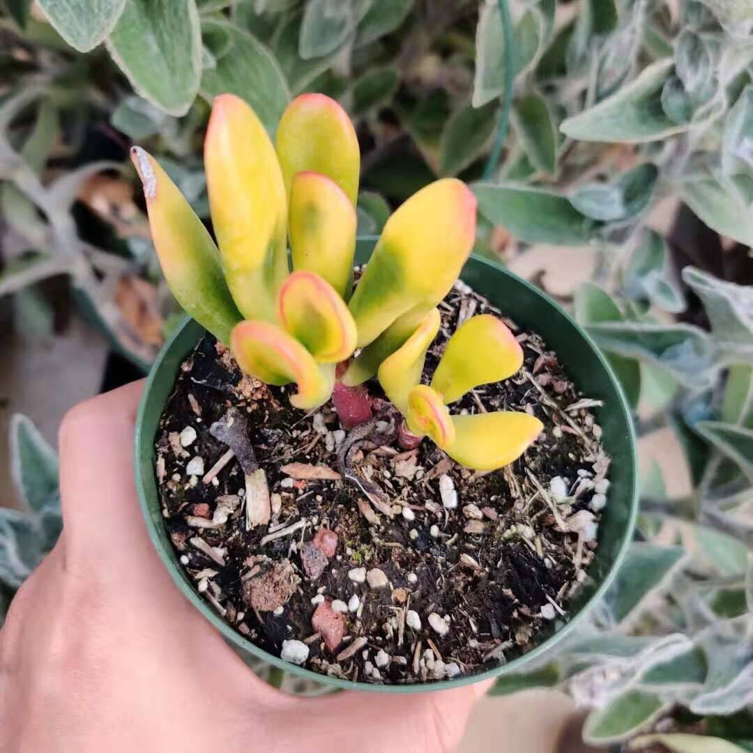 2" pot  4"pot Variegated Ogre Ears Jade