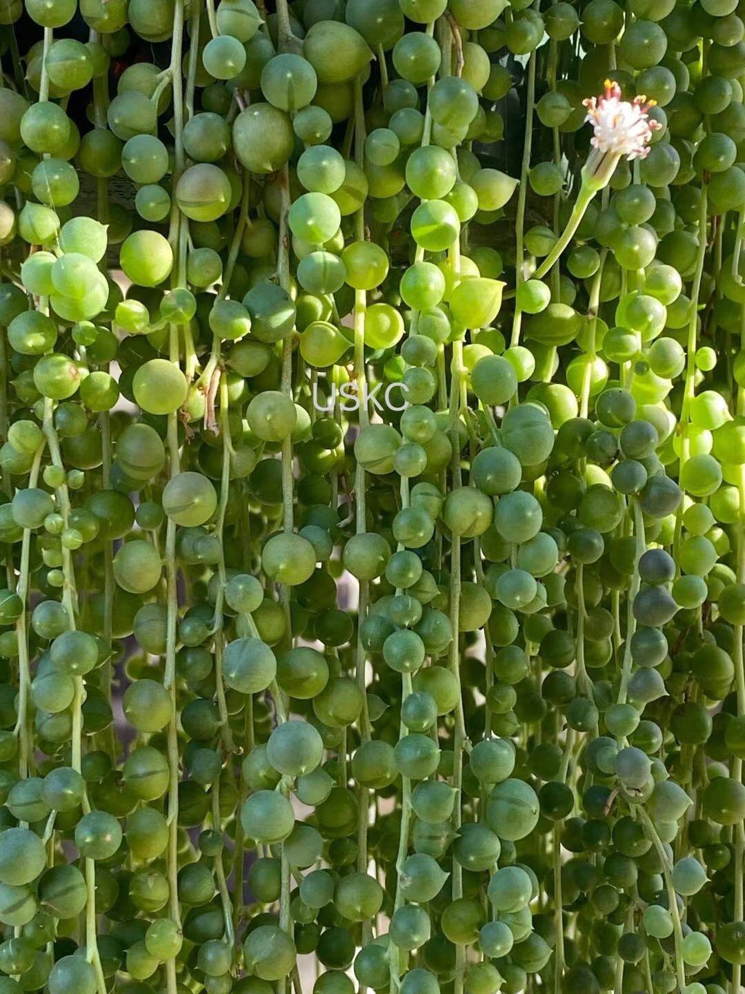 Cuttings  2" 4" 6”pot  String Of Pearls
