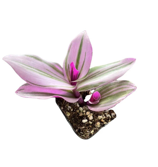 Cuttings/Rooted 2" pot Wandering Jew Tradescantia/Callisia - Blushing bride