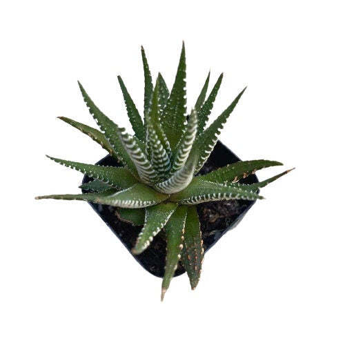 2”pot Succulent Plants Haworthia Faciata - Variant 3