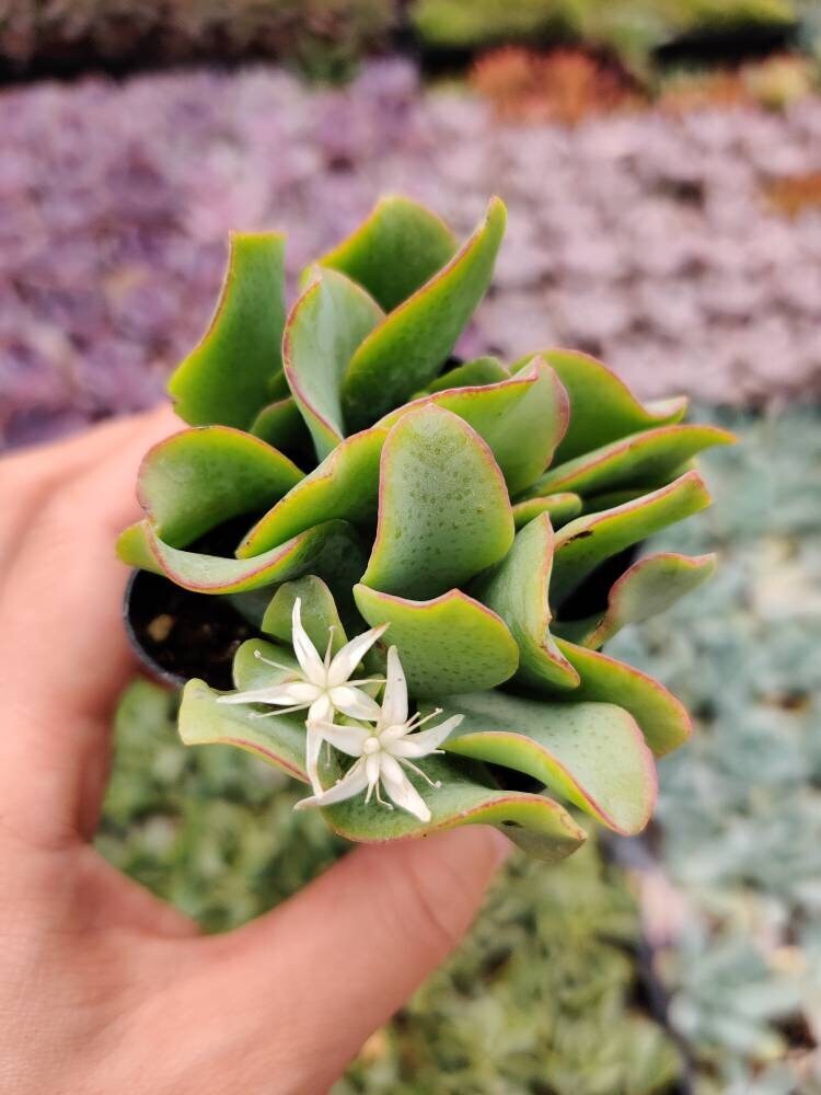 2"pot 4"pot Crassula arborescens undulatifolia