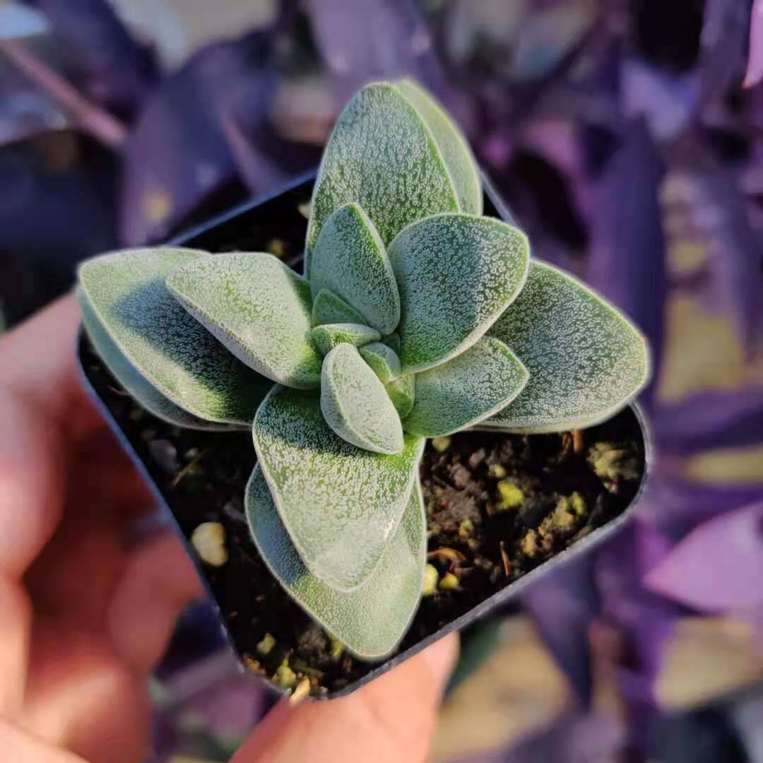 2"pot 4"pot Succulent Plant Crassula Morgan’s Beauty