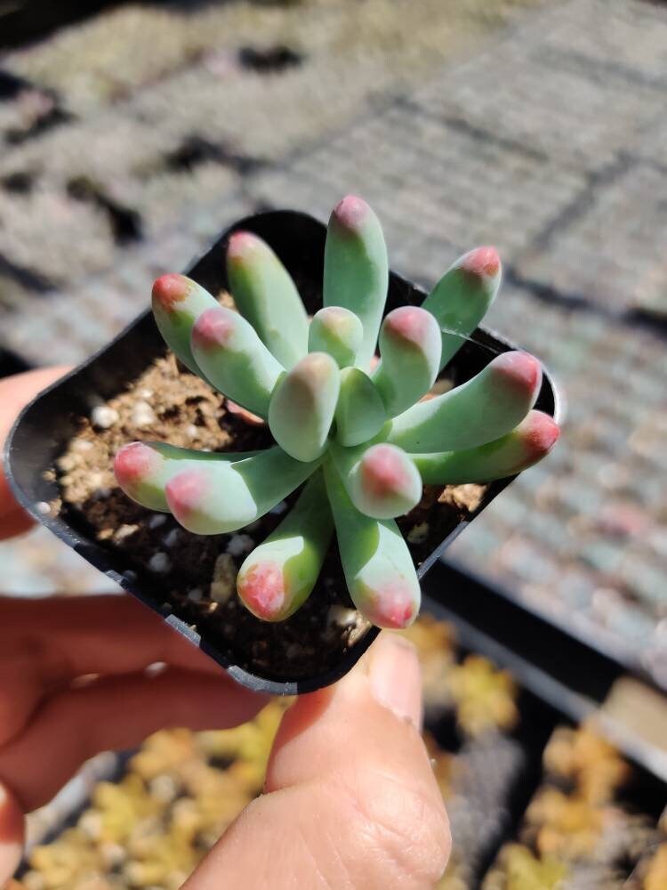 2” Sedum Pachyphyllum - Variant 2