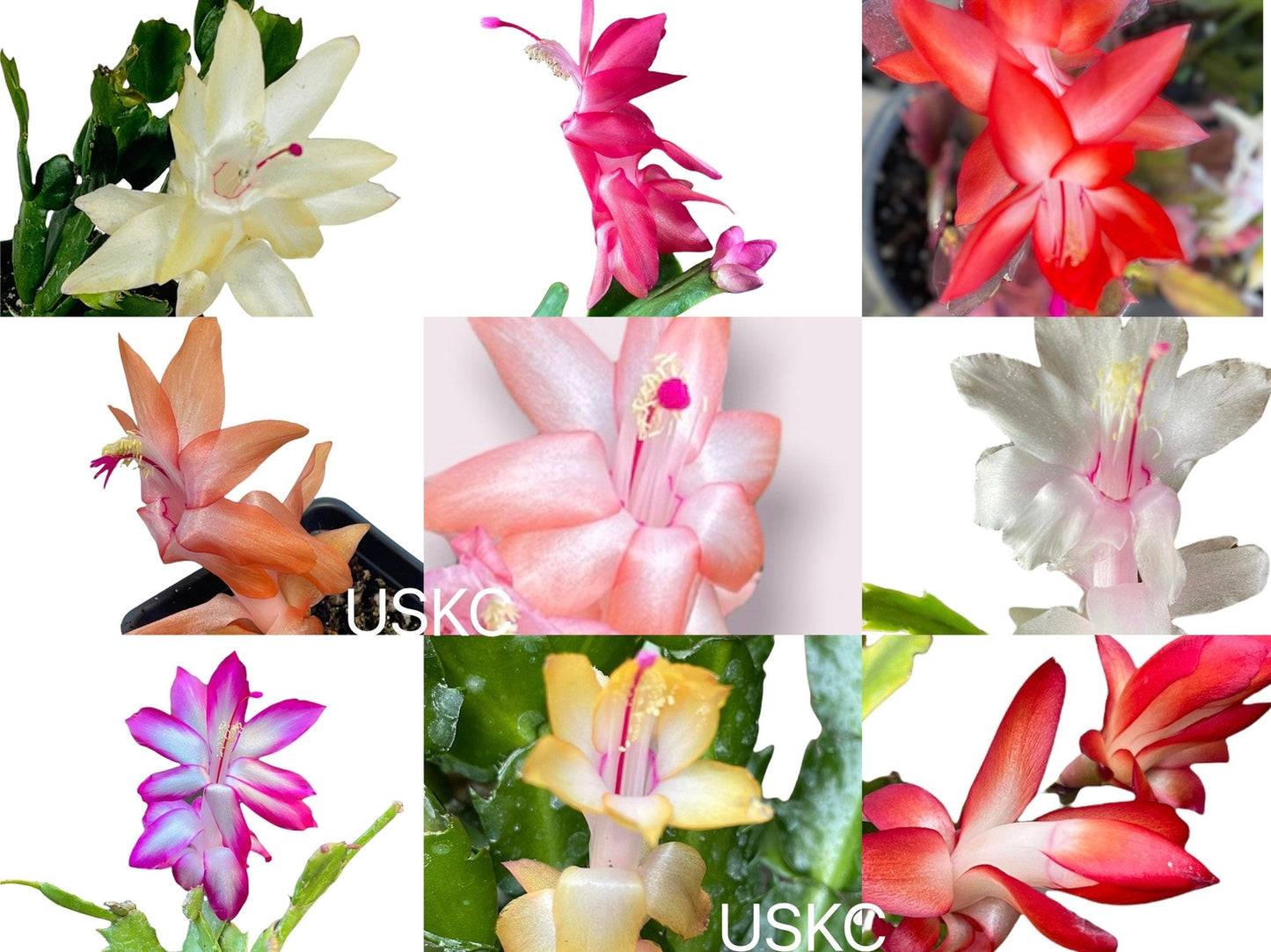 4”pot live plants  thanksgiving Cactus rooted