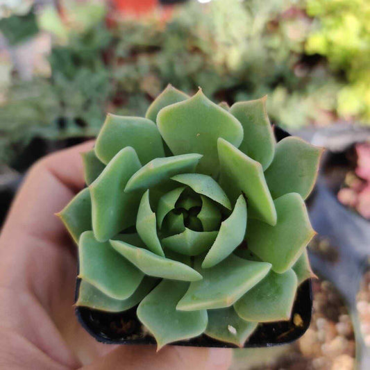 2” pot Echeveria mexican Hens And Chicks "Ramillette" - Default Title