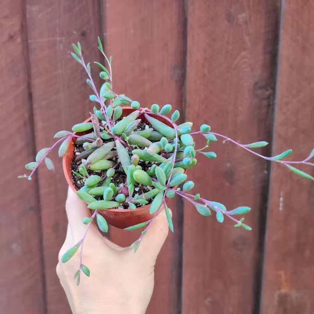 Cuttings/2" pot /4"pot Succulent Plants Othonna Capensis/Ruby Necklace