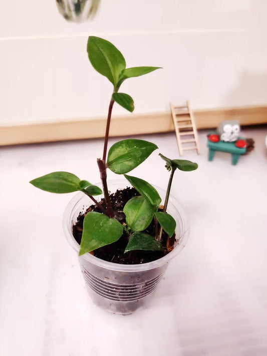 Cuttings/Rooted 2" pot Wandering Jew Tradescantia/Callisia - Fluminesis Lavender