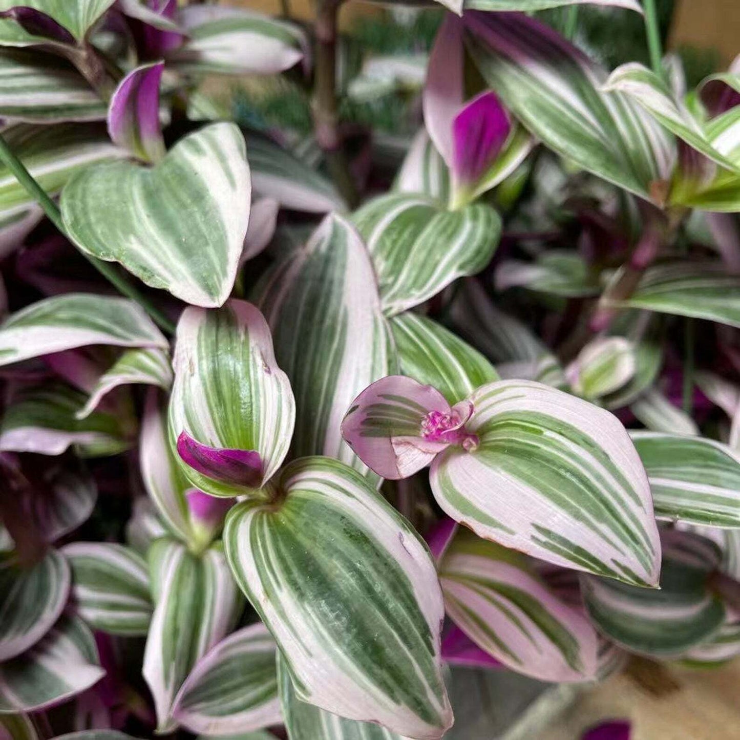 Tradescantia Nanouk/Fuzzy/Pale puma/Zebrina Burgundy