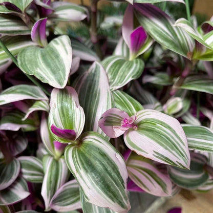 Tradescantia Nanouk/Fuzzy/Pale puma/Zebrina Burgundy