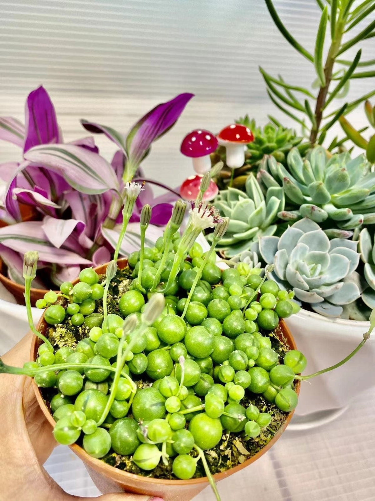 Cuttings  2" 4" 6”pot  String Of Pearls