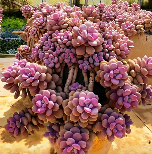 2" pot 4"pot Succulent Plants Pachyphytum Oviferum Pink Moonstones - Variant 6