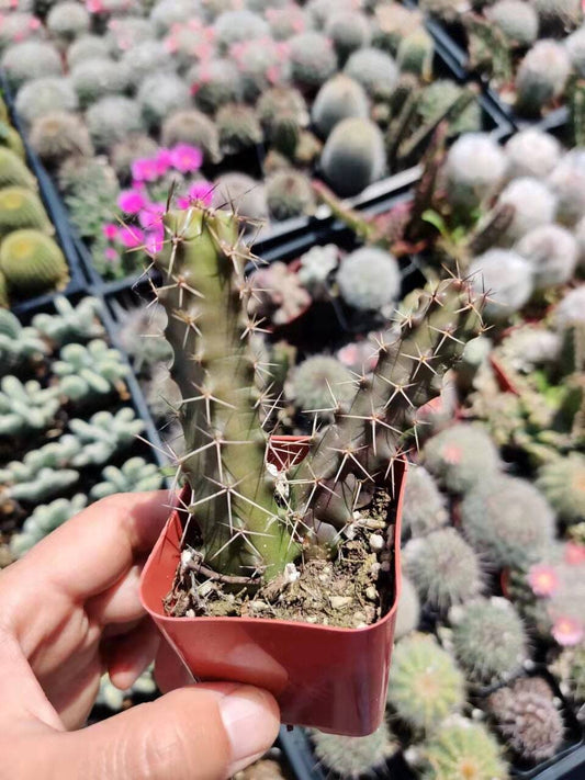 Live cactus Echinocereus Pentalophus - Variant 3