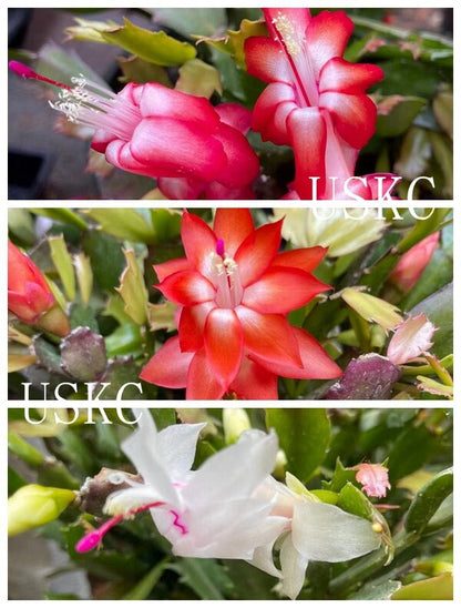 Leave cuttings Thanksgiving cactus Unrooted