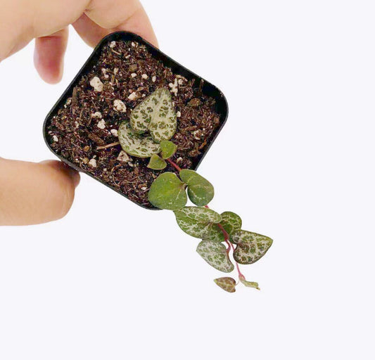Live Succulent Plants String of Hearts Ceropegia woodii well rooted - 2"pot