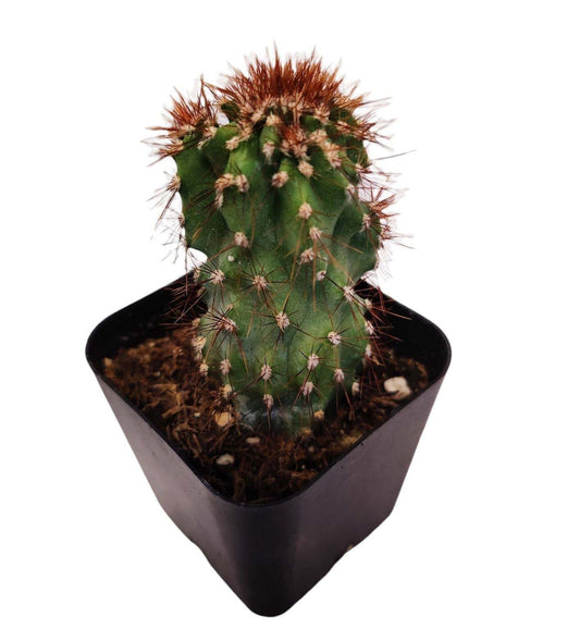 2"pot Cactus Plants Cereus Peruvianus Monstruose - Variant 2