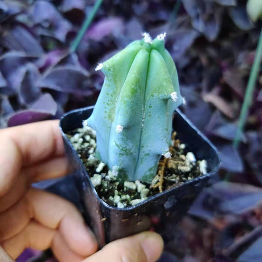2" pot 4"pot Blue Candle Cactus Myrtillocactus Geometrizans - 2"pot