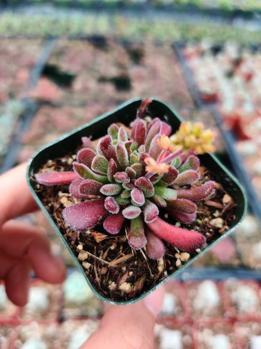 2”pot Succulent Plants  Crassula Pubescens - Variant 2
