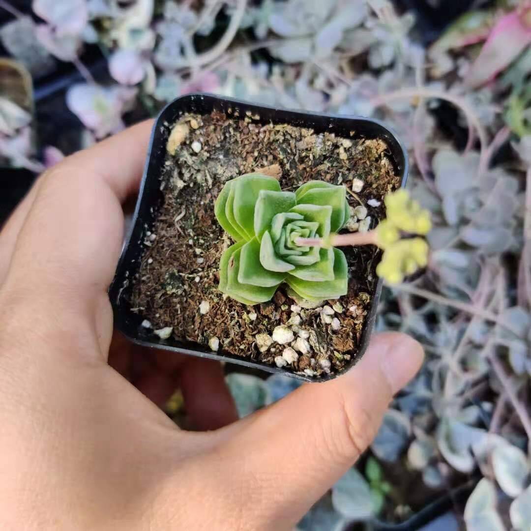 2" Pot  Crassula Dorothy