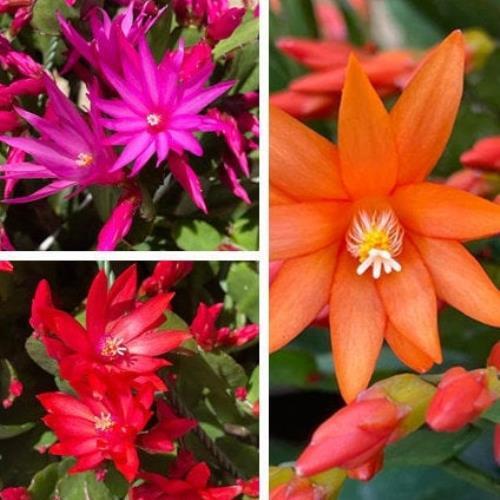 Rooted Easter Cactus(no blooms, bloom season in spring) - 2"pot Mystical color