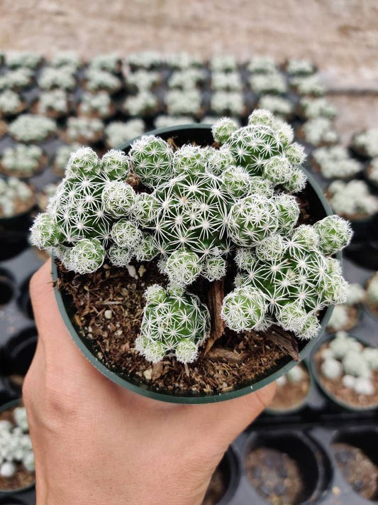 2"pot 4”pot  Mammillaria gracilis fragilis Thimble Cactus - Variant 3