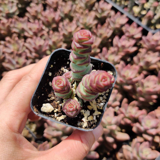 2"pot 4"pot Succulent Plants  Crassula  Jade Necklace  Vine Rosary - Variant 3