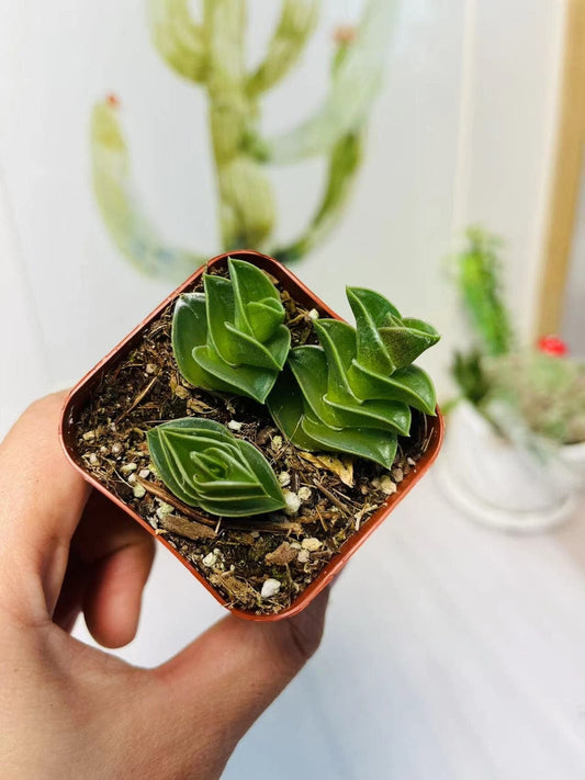 Succulent Plants Tradescantia Navicularis - 4"pot
