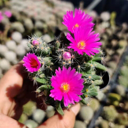 2” pot 4"pot Succulent Plants Trichodiadema densum - 2"pot