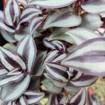 Tradescantia Nanouk/Fuzzy/Pale puma/Zebrina Burgundy