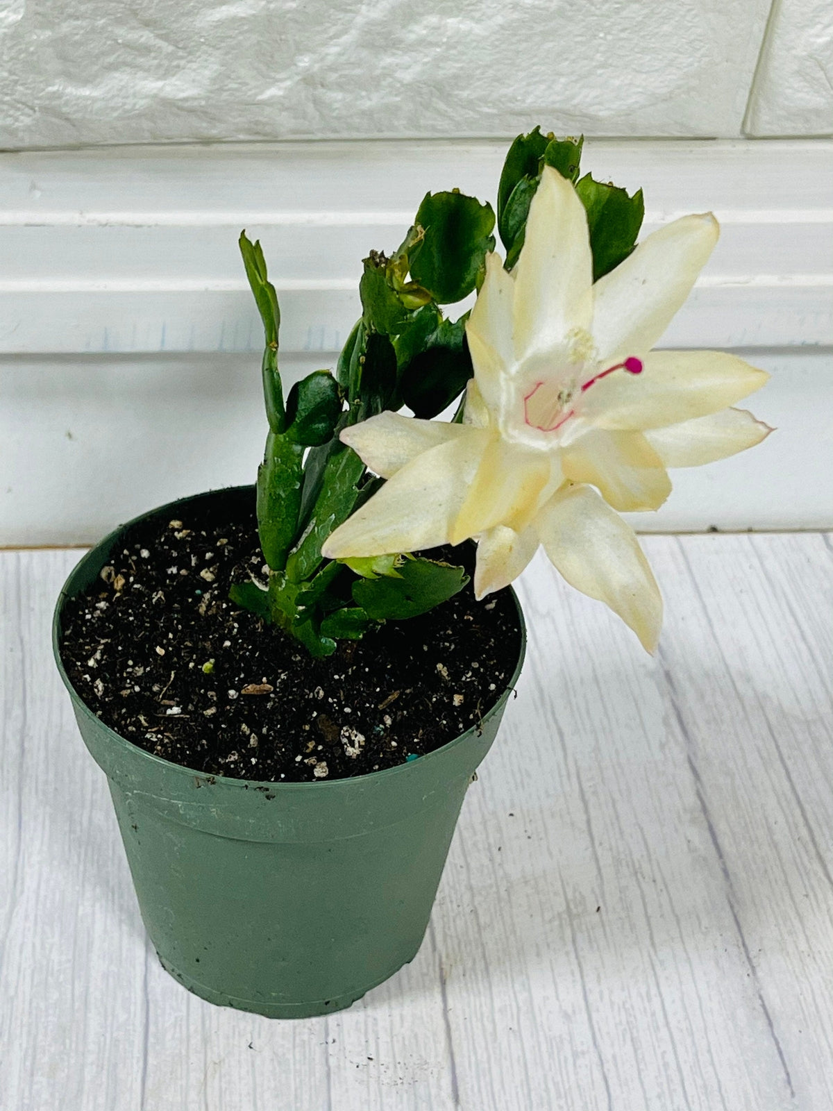 4”pot live plants  thanksgiving Cactus rooted