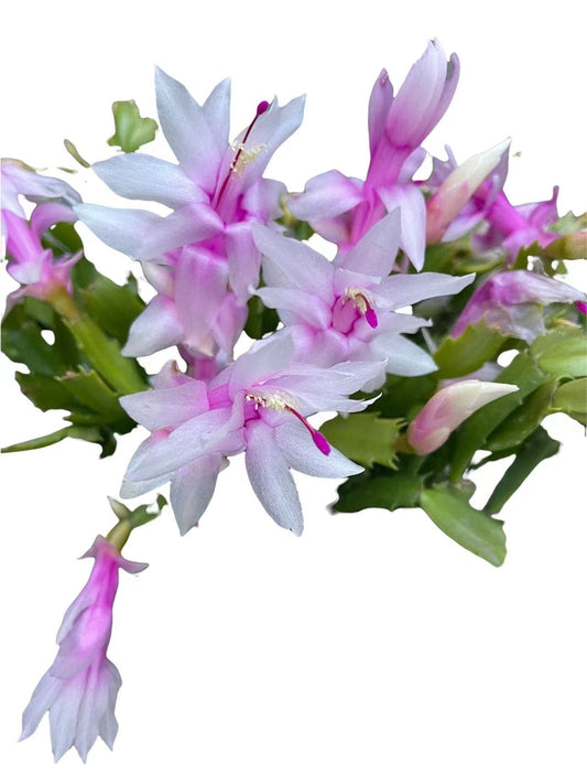 Unrooted Leave cuttings Thanksgiving cactus - orange+pink+white