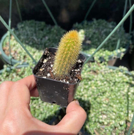 2”pot 4" pot Cactus Plants Golden Rat Tail - Variant 3
