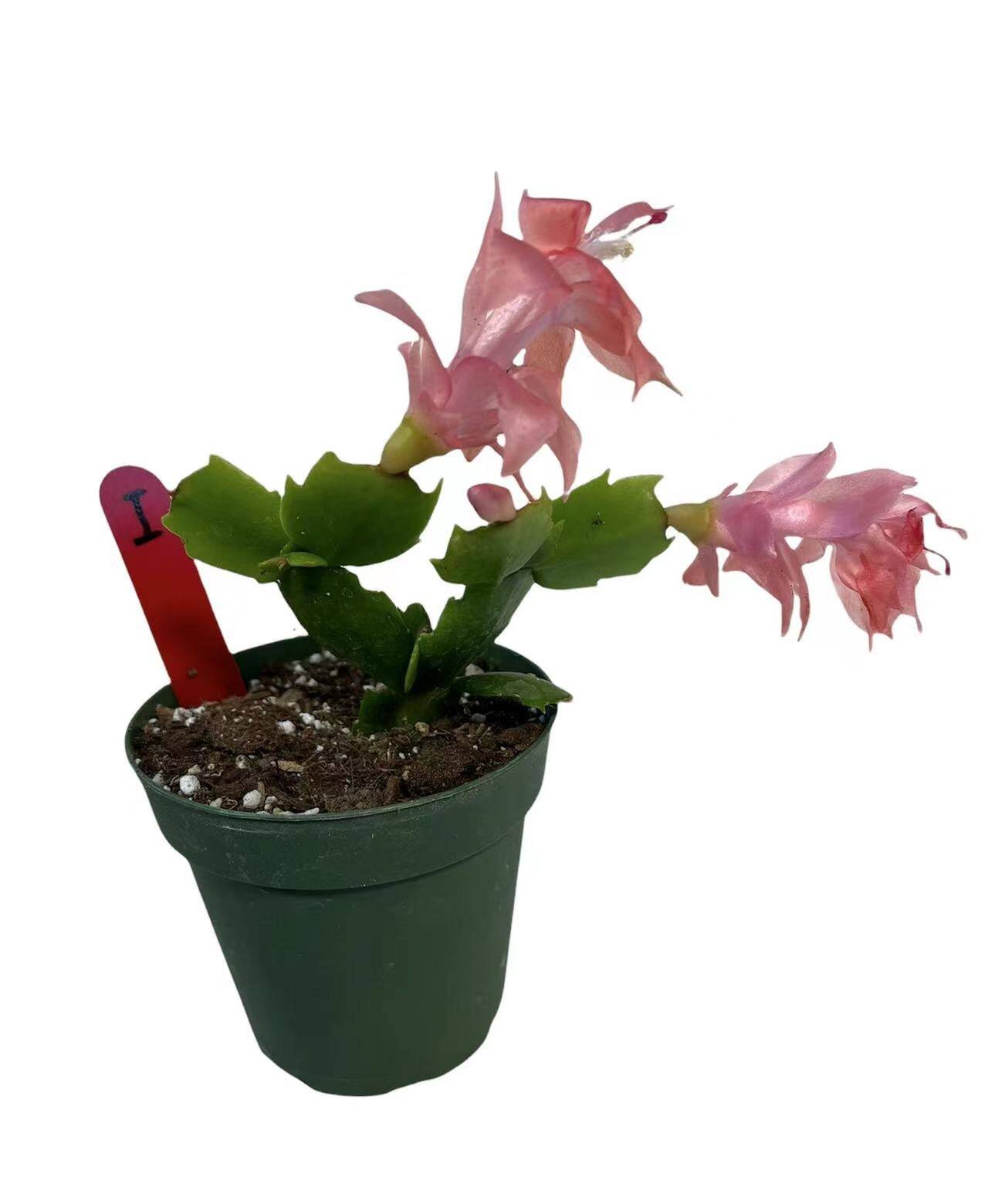 4”pot live plants  thanksgiving Cactus rooted