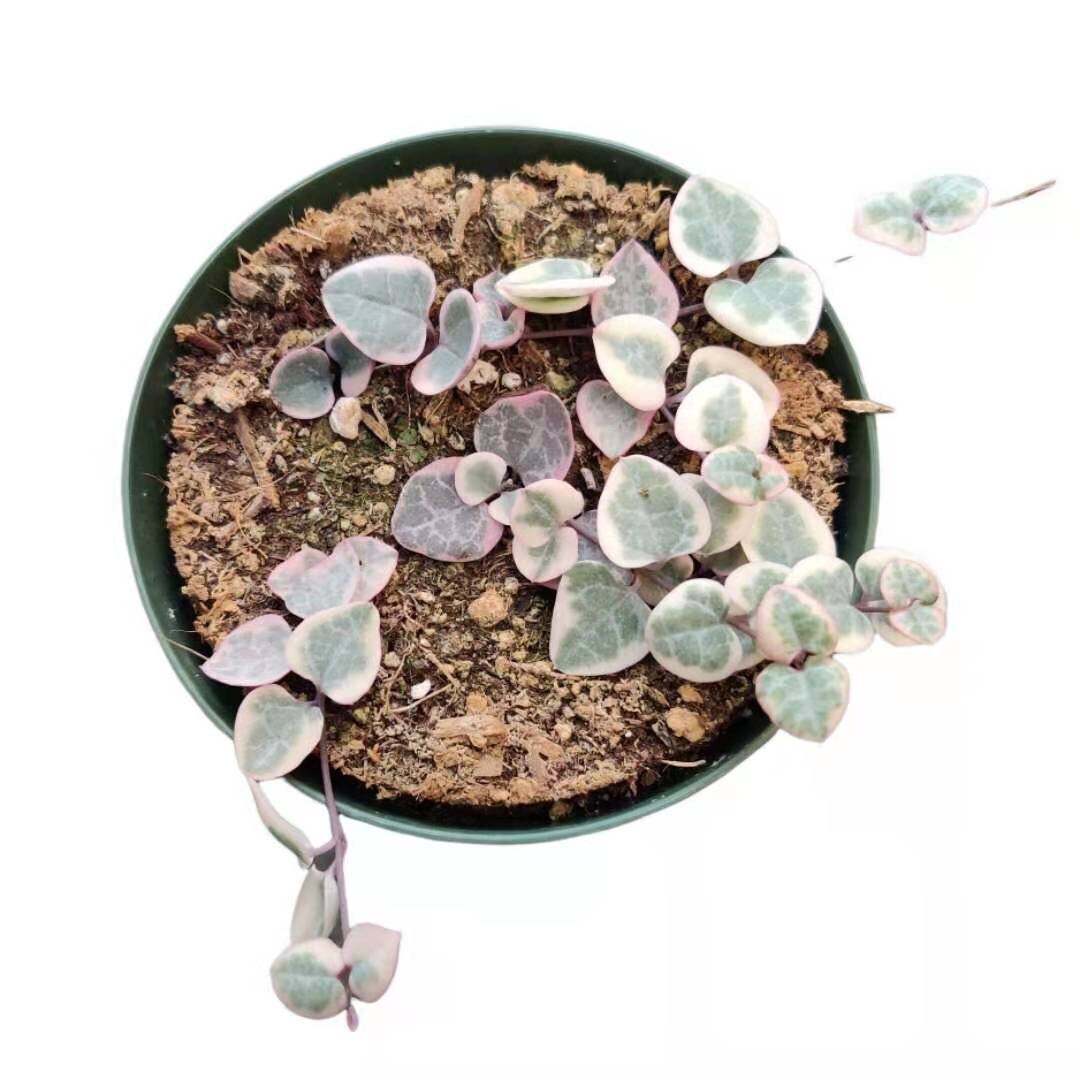 2"pot/4"pot String of hearts variegated