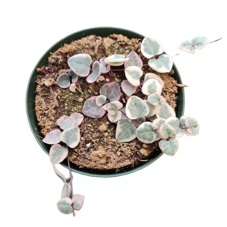 Rare Live Succulent Plants String of hearts Variegated rooted