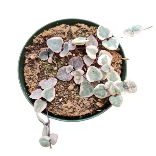 Rare Live Succulent Plants String of hearts Variegated rooted - Variant 4