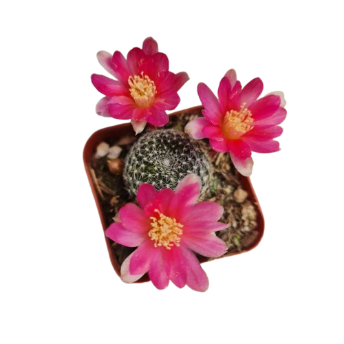 2" Pot Live Cactus Plant | Rebutia Albopectinata| Bloom Color #3