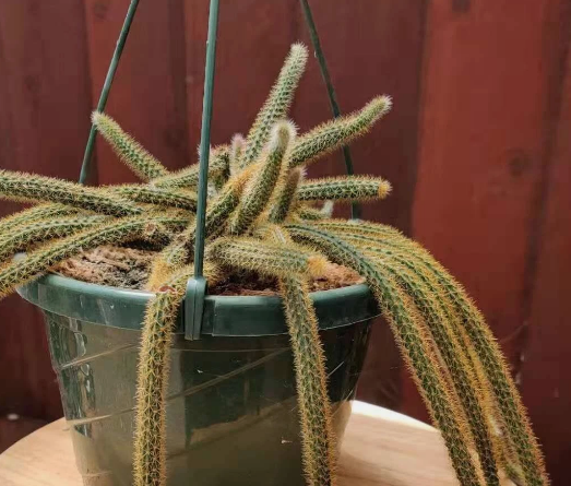 Rat Tail Cactus Aporocactus Flagelliformis  Live Plant – 4" Pot