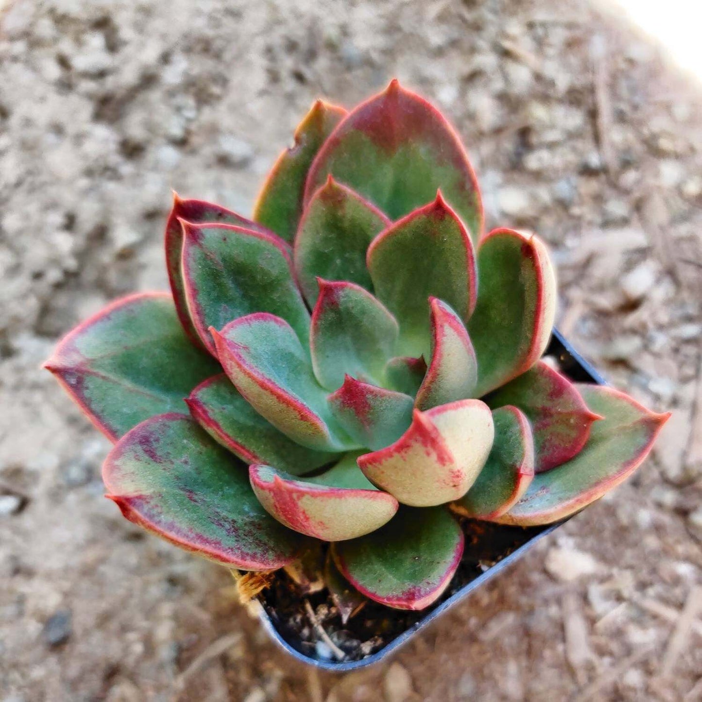 2"pot Echeveria 'Joan Daniels'