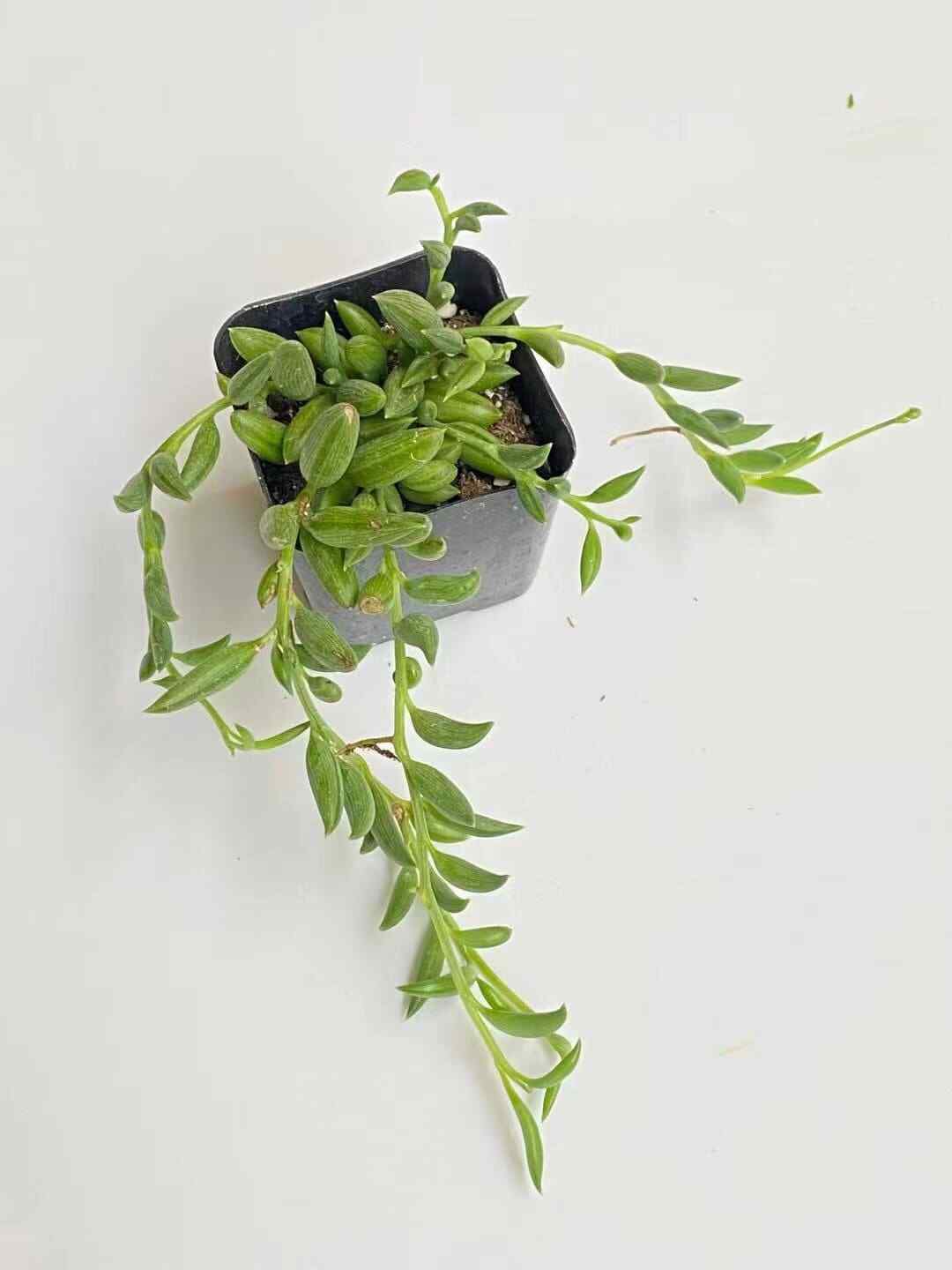 Cuttings/2" pot 4"pot String of Bananas Senecio radicans