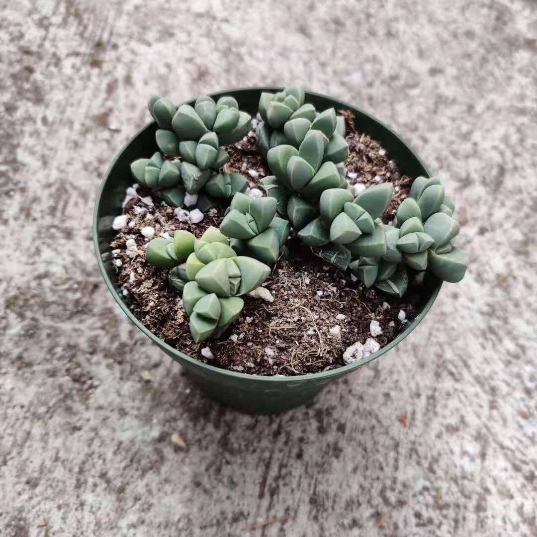 2"pot 4” pot Succulents Corpuscularia Lehmannii Ice Plant