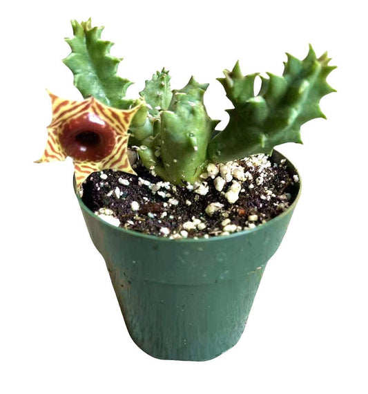 Rare Huernia Zebrina Lifesaver Succulent Cactus | Live Plant in 2" / 2.5" Pot - Variant 4