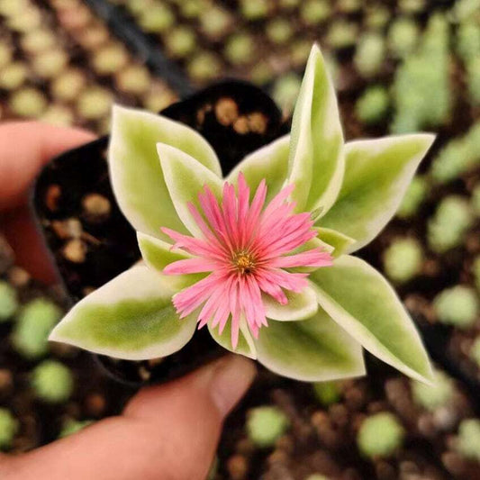 2"pot 4“pot Succulent Plants aptenia cordifolia variegata - 2"pot