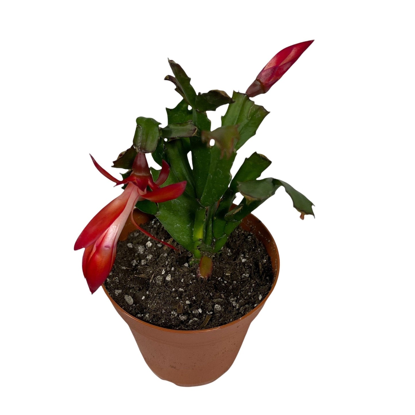 4”pot live plants  thanksgiving Cactus rooted