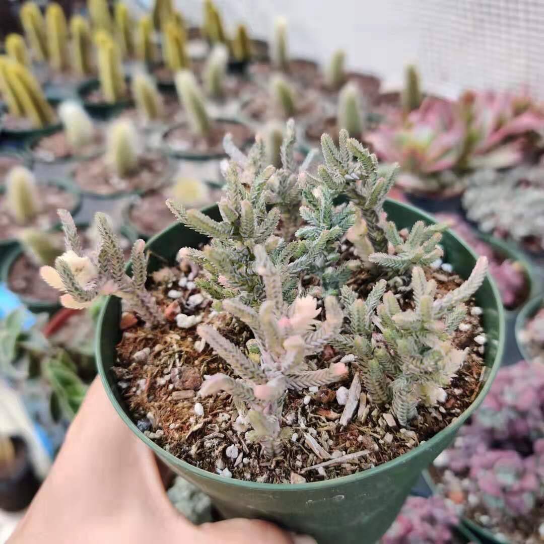 2”pot 4”pot Succulent Plants Crassula Muscosa Variegated Watch Chain