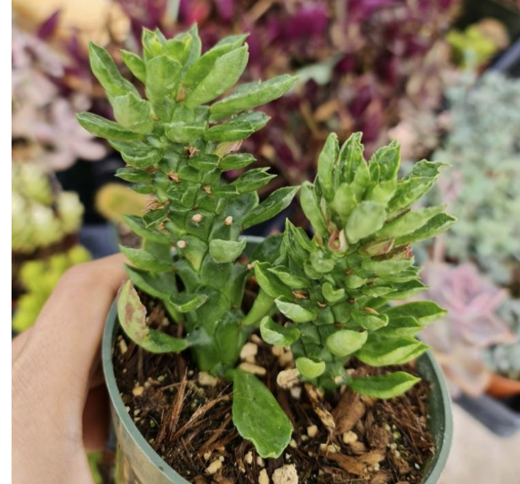 4"pot Succulent Plants Euphorbia guentheri