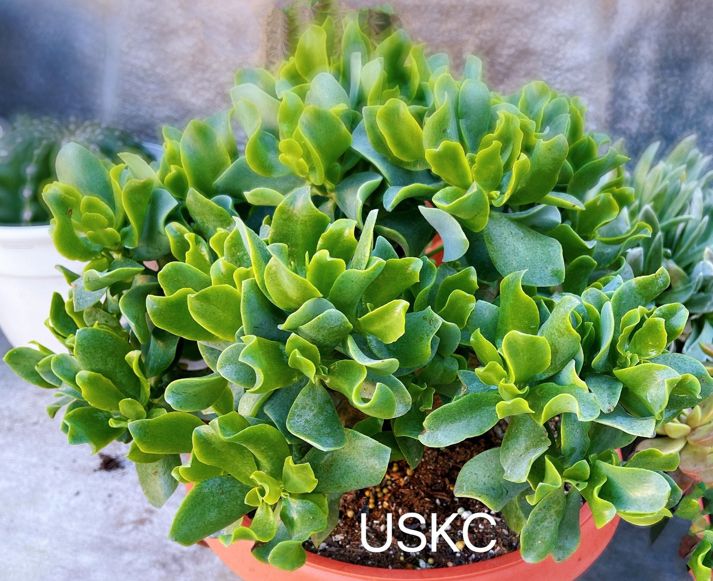 2"pot 4"pot Crassula arborescens undulatifolia