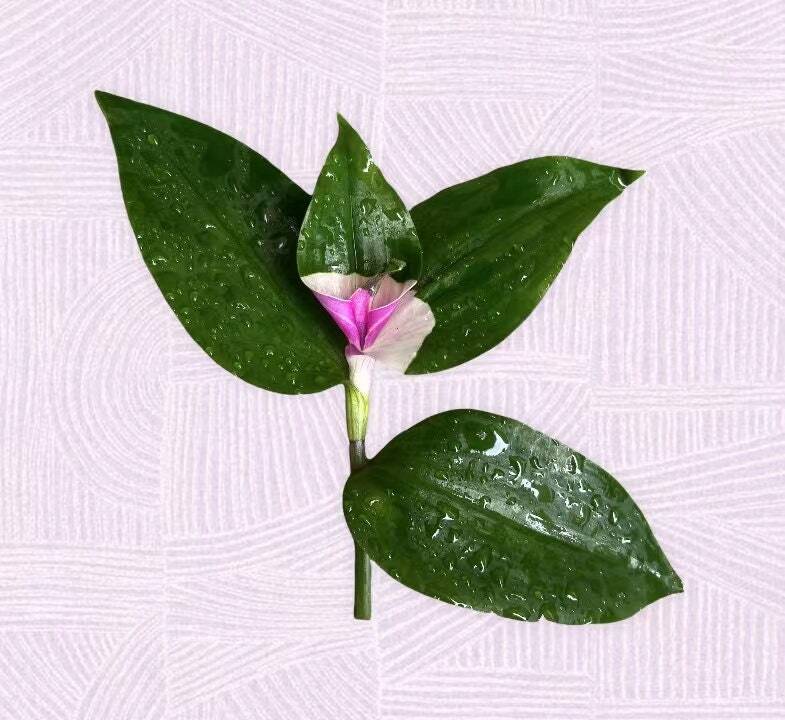 Cuttings Tradescantia Blushing Bride